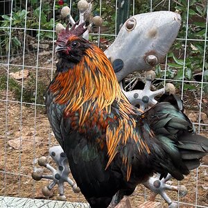 Non-APAABA Bantam Rooster Show 1e.jpg