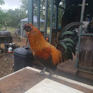 Non-APAABA Bantam Rooster Show 2c.jpg