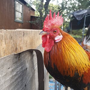 Non-APAABA Bantam Rooster Show 3b.jpg