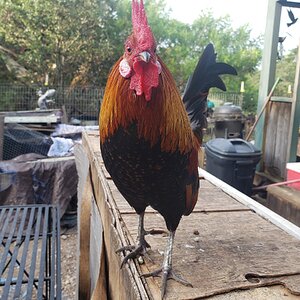 Non-APAABA Bantam Rooster Show 3c.jpg