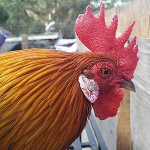 Non-APAABA Bantam Rooster Show 3d.jpg