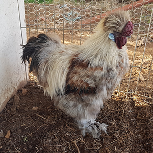 Non-APAABA Bantam Rooster Show 4b.png