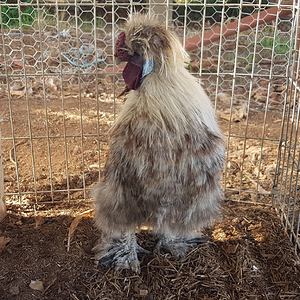 Non-APAABA Bantam Rooster Show 4c.png
