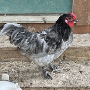 Non-APAABA Bantam Rooster Show 5a.jpg