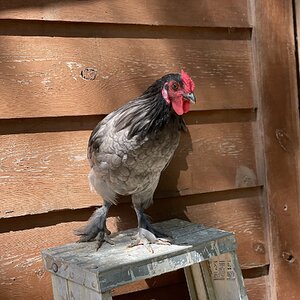 Non-APAABA Bantam Rooster Show 5b.jpg