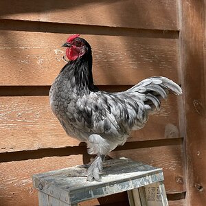 Non-APAABA Bantam Rooster Show 5c.jpg