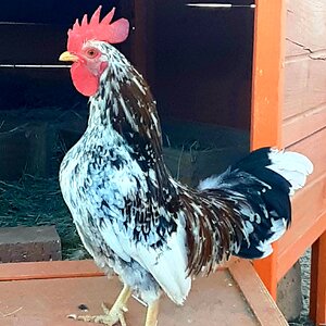 Non-APAABA Bantam Rooster Show 6a.jpg