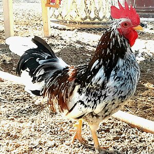 Non-APAABA Bantam Rooster Show 6b.jpg