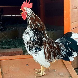 Non-APAABA Bantam Rooster Show 6c.jpg