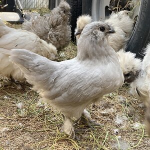 Non-APAABA Bantam Rooster Show 7a.jpg