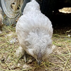 Non-APAABA Bantam Rooster Show 7b.jpg