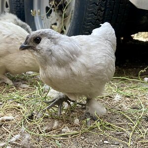 Non-APAABA Bantam Rooster Show 7c.jpg
