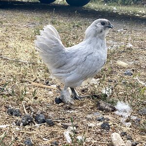 Non-APAABA Bantam Rooster Show 7e.jpg