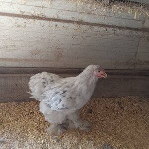 Non-APAABA Large Fowl Hen Show 1b.jpg