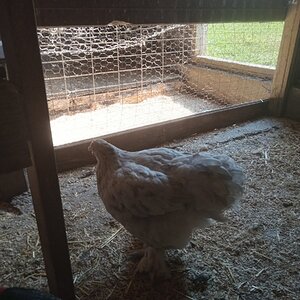 Non-APAABA Large Fowl Hen Show 1d.jpg