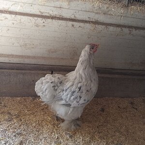 Non-APAABA Large Fowl Hen Show 1f.jpg