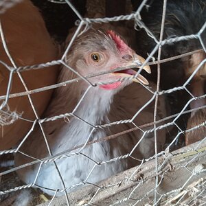 Non-APAABA Large Fowl Hen Show 1g.jpg