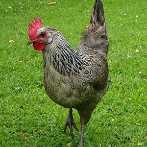 Non-APAABA Large Fowl Hen Show 2b.jpg