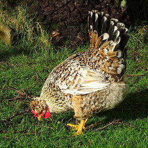 Non-APAABA Large Fowl Hen Show 3a.jpg