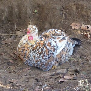 Non-APAABA Large Fowl Hen Show 3b.jpg