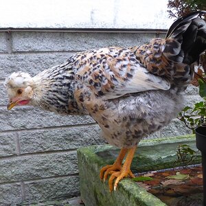 Non-APAABA Large Fowl Hen Show 3c.jpg