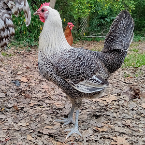 Non-APAABA Large Fowl Hen Show 4a.png