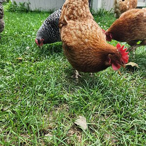 Non-APAABA Large Fowl Hen Show 5b.jpg