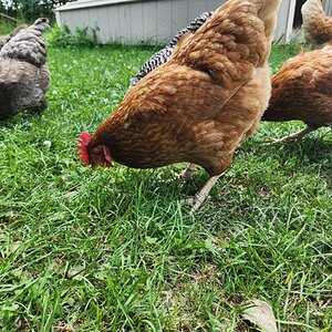 Non-APAABA Large Fowl Hen Show 5c.jpg