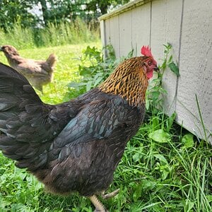 Non-APAABA Large Fowl Hen Show 6a.jpg