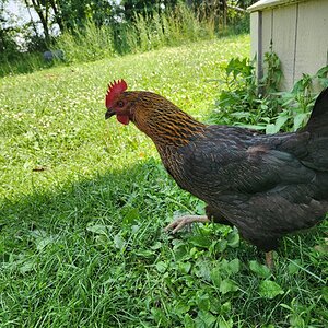 Non-APAABA Large Fowl Hen Show 6b.jpg