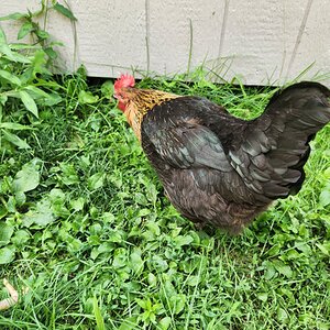 Non-APAABA Large Fowl Hen Show 6c.jpg
