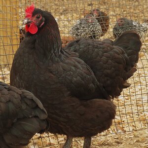 Non-APAABA Large Fowl Hen Show 7a.jpg