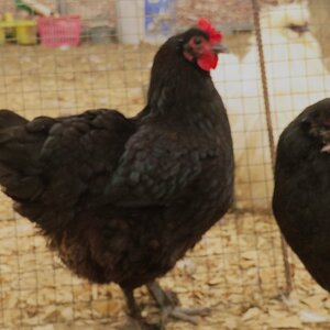 Non-APAABA Large Fowl Hen Show 7b.jpg