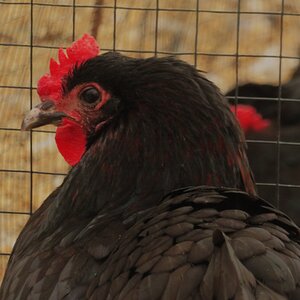 Non-APAABA Large Fowl Hen Show 7c.jpg