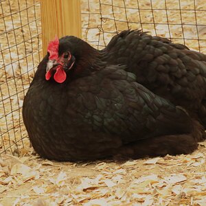 Non-APAABA Large Fowl Hen Show 7d.jpg
