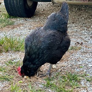 Non-APAABA Large Fowl Hen Show 8b.jpg