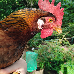 Non-APAABA Large Fowl Hen Show 9a.png