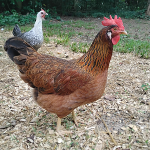 Non-APAABA Large Fowl Hen Show 9b.png
