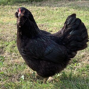 Non-APAABA Large Fowl Hen Show 10b.jpg
