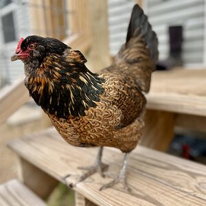Non-APAABA Large Fowl Hen Show 11a.jpg