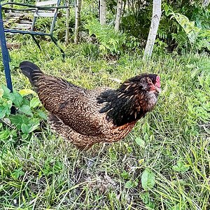 Non-APAABA Large Fowl Hen Show 11b.jpg
