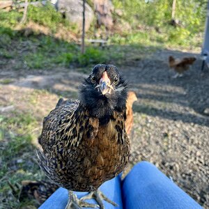 Non-APAABA Large Fowl Hen Show 11c.jpg