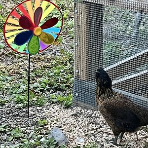 Non-APAABA Large Fowl Hen Show 11d.jpg