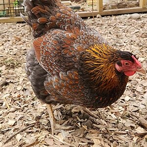 Non-APAABA Large Fowl Hen Show 12a.jpg