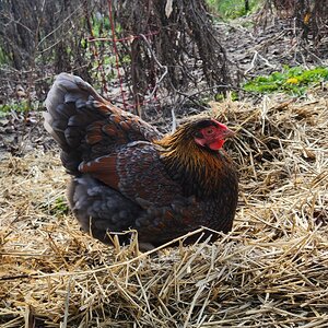 Non-APAABA Large Fowl Hen Show 12c.jpg
