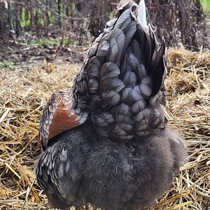 Non-APAABA Large Fowl Hen Show 12d.jpg