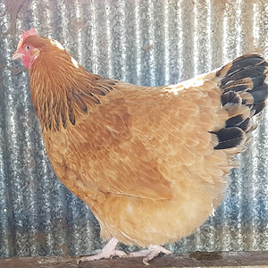 Non-APAABA Large Fowl Hen Show 13b.png