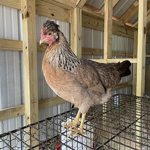 Non-APAABA Large Fowl Hen Show 14.jpg