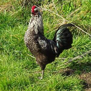 Non-APAABA Large Fowl Rooster Show 1a.jpg