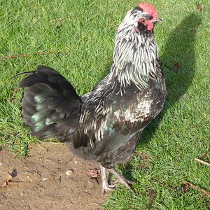 Non-APAABA Large Fowl Rooster Show 1b.jpg